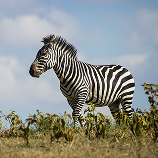 Naivasha - Crater Lake - Zebra